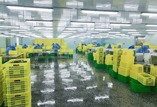 Pellets de Pur&eacute; de Ajo 100% Fresco Congelado